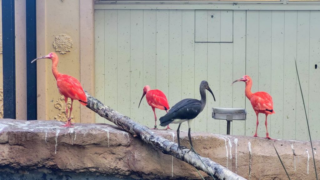 Rode ibis en Puna-ibis