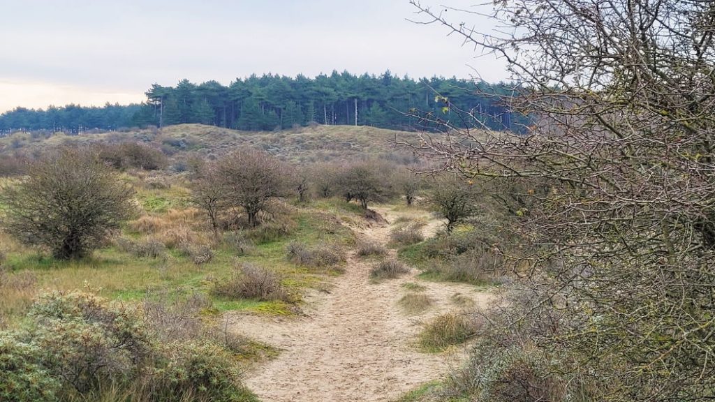 Kennemerduinen