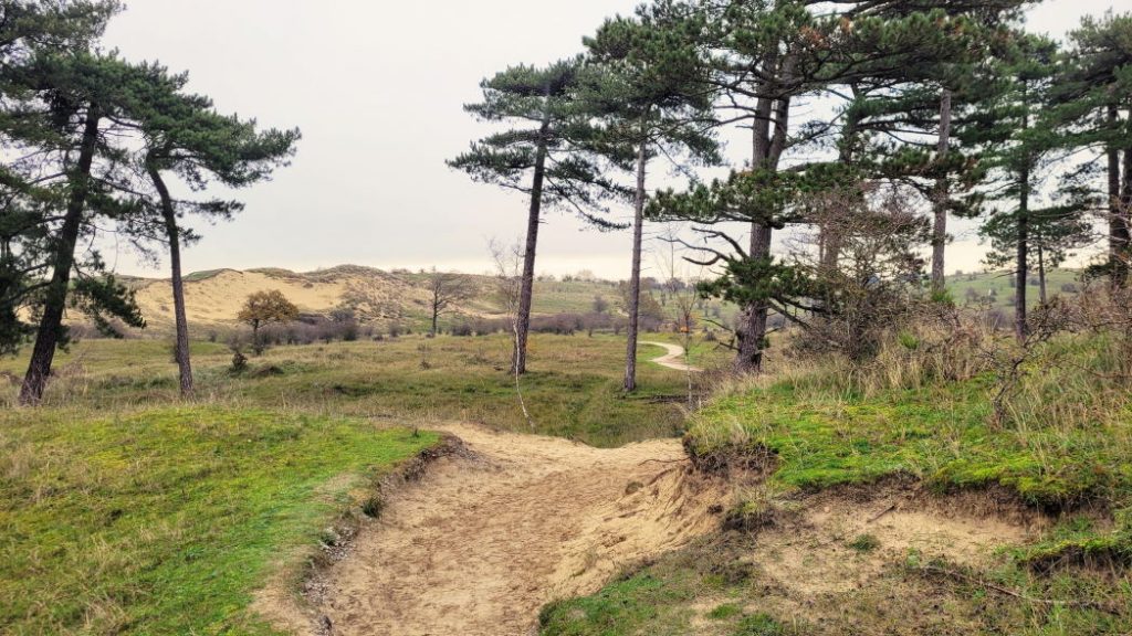 Kennemerduinen