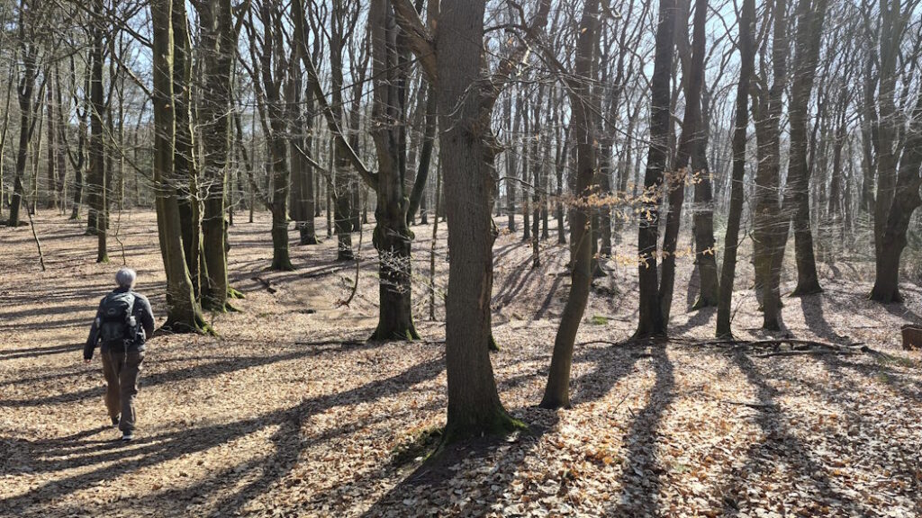 Bossen bij Amerongen