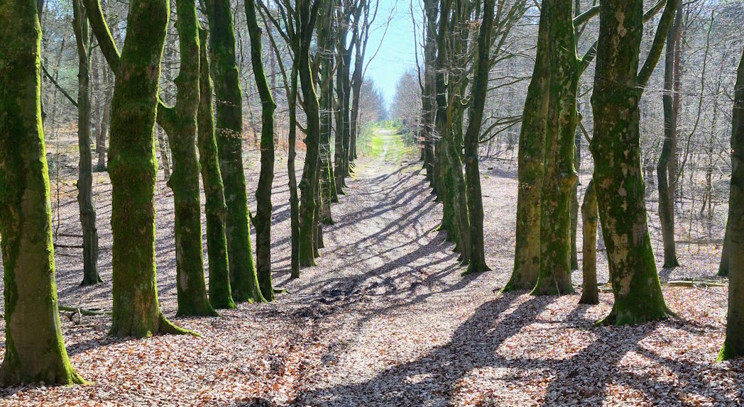 Bossen tussen Amrongen en Rhenen