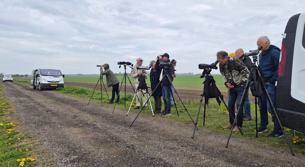 Vogelen op Texel