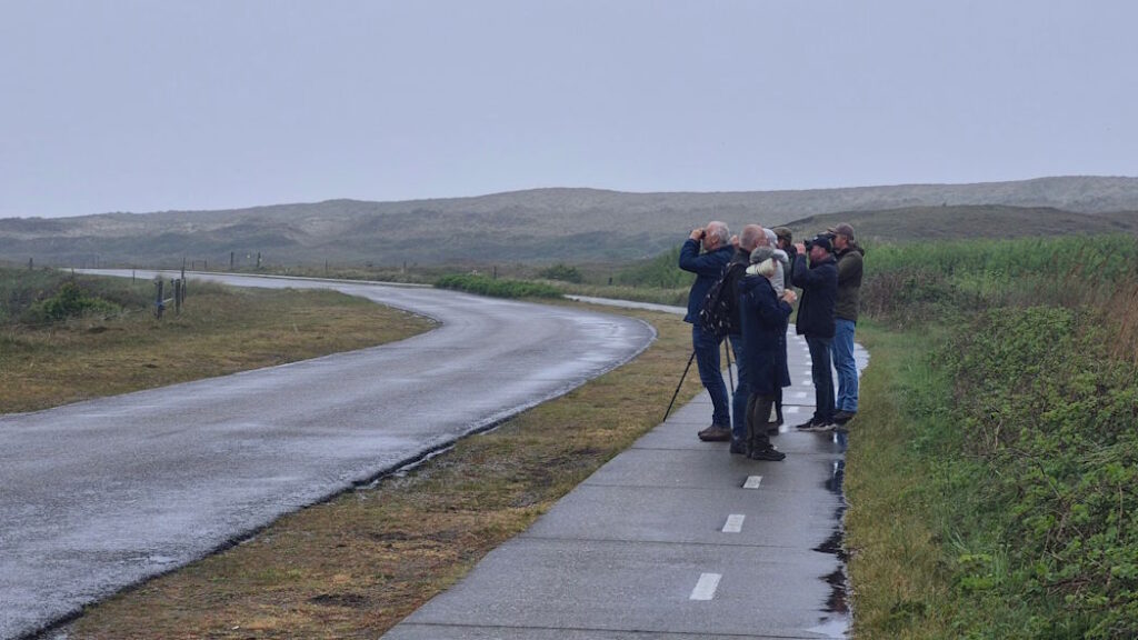 Vogels kijken bij slecht weer