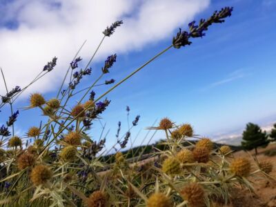 In de omgeving van Cazorla