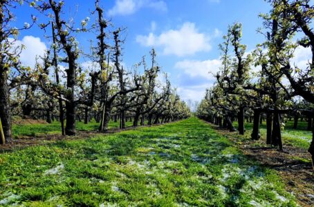 Restanten van de nachtvorst