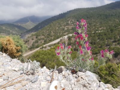 In de omgeving bij Competa